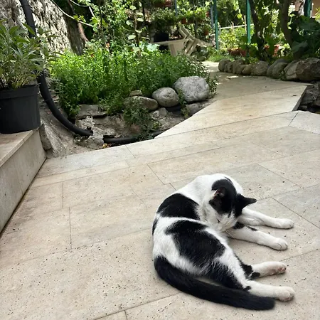 Stari Pazar 3