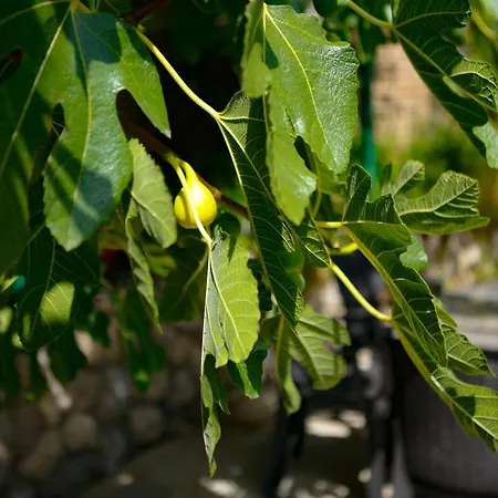 아파트 Stari Pazar 3 *